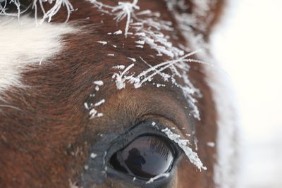 Lorraine Hill 001 Hoarfrost
