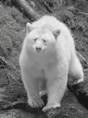 Finn Jakobsen 005 Black and White