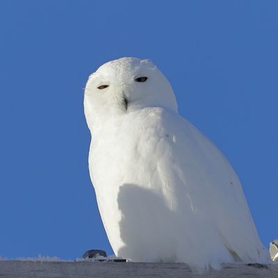 Beatrice Jakobsen 002 Snowy Owl