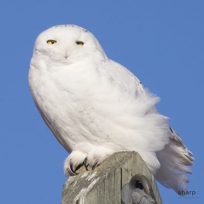 Debra Sharpe 001 Snowy Owl