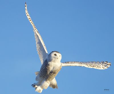 Debra Sharpe 002 Snowy Owl
