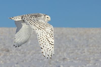 Finn Jakobsen 002 Snowy Owl.JPG