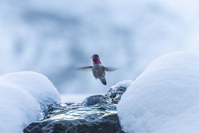 Richard Tapp 002 Hummingbird