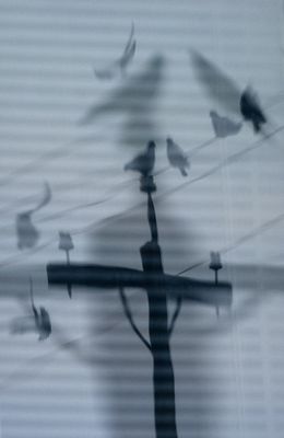 Ruth Klinkhammer 001 Blurred Lines - Pigeon Study 1