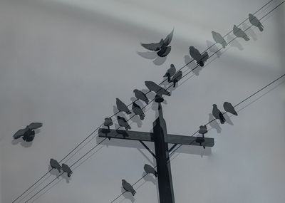 Ruth Klinkhammer 002 Pigeons taking flight