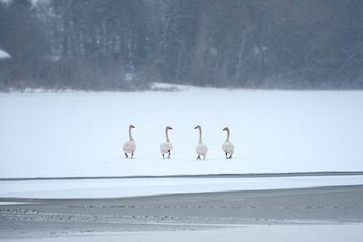 Ruth Klinkhammer 003 Symmetry - Swans on Fozen Pond