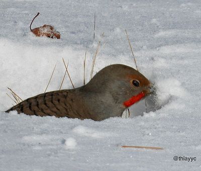 Thia Bunker 001 Winter Birds