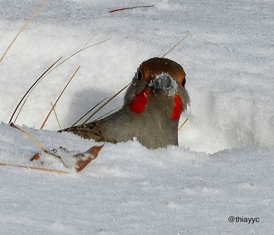 February 2023 - Winter Birds