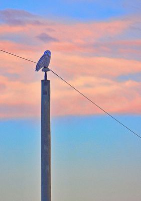 Tom Donaghy 005 Sunset Owl