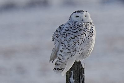 Tony Trott 001 Snowy Owl