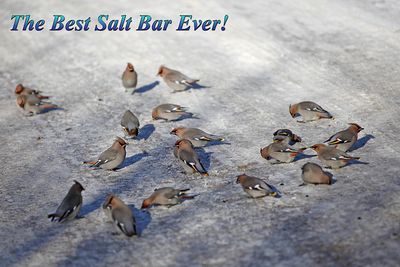 Tracy Hindle 001 Best Salt Bar Ever