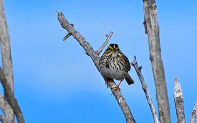 Val Campbell 001 Winter Birds