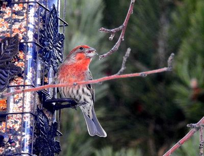 Val Campbell 003 Winter Birds