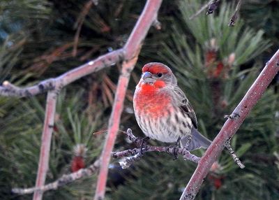 Val Campbell 004 Winter Birds