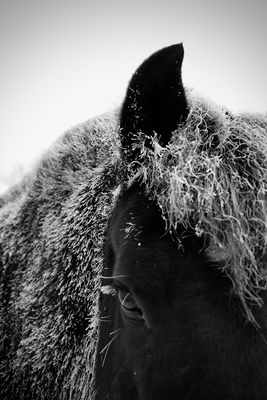 Lorraine Hill 001 Black and White - Frosty Horse #1