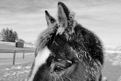 Lorraine Hill 002 Black and White - Frosty Horse #2