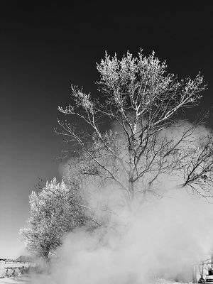 Lorraine Hill 004 Black and White - Smoke Rising Through Frosty Tree