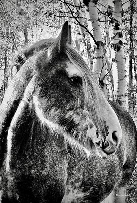 Susan MacLennan 001 Black and White - Clydesdale