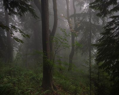 Ruth Klinkhammer 002 Burnaby Mountain Fog