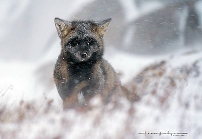 Tracey Dyer 001 Fox in Winter