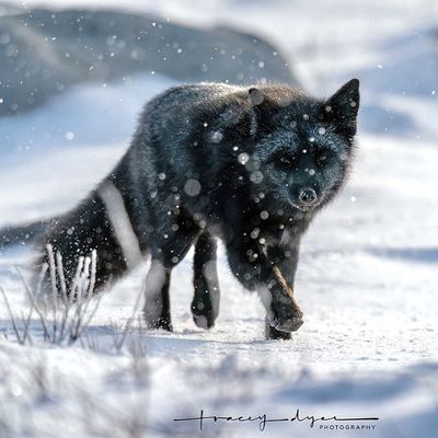 Tracey Dyer 003 Fox in Winter