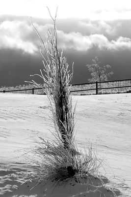 Tracy Hindle 004 Winter Infrared