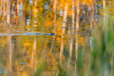 Suzan McEvoy 001 Fall Colours