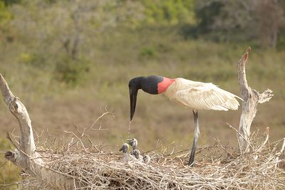 Guy Kerr Wildlife 001 Jabiru Stork