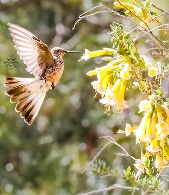 Kristin Grisdale Wildlife 002 Giant Hummingbird. Huacarpay, Peru. Sept. 2022