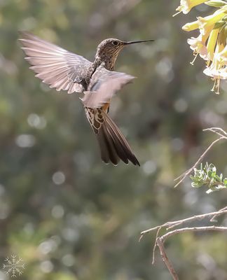 Kristin Grisdale Wildlife 003 Giant Hummingbird 2. Huacarpay, Peru. Sept. 2022