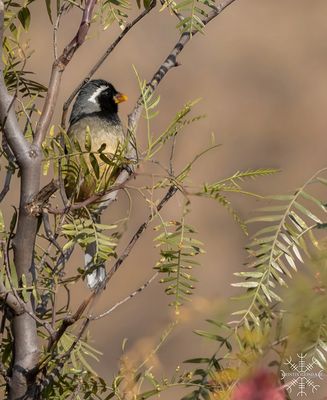 Kristin Grisdale Wildlife 004 Golden-billed Saltator. Urubamba River. Sept. 2022.