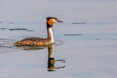 Kristin Grisdale Wildlife 007 Great-crested Grebe. Rhine River, between Germany & France. May 2022