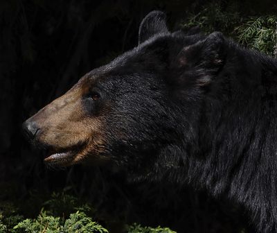 Kristin Grisdale Wildlife 009 Black Bear. Banff Area. Summer 2022