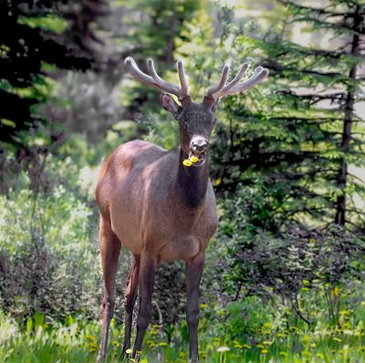 Kristin Grisdale Wildlife 010 Elk I think. Banff Area. Summer 2022