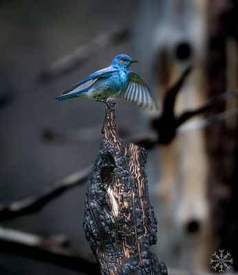 Kristin Grisdale Wildlife 012 Mountain Bluebird. Waterton. June 2023