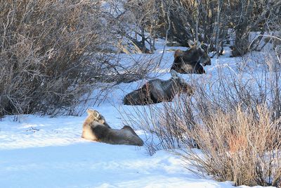 Lorraine Hill Wildlife 001 Moose Family