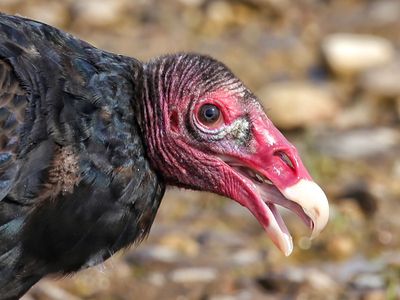 Mark Collard 002 Turkey Vulture