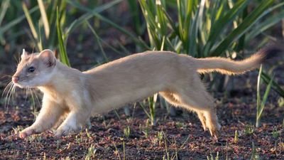 Debra Sharpe 001 Playful long tailed weasel