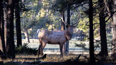 Debra Sharpe 003 Forest Elk