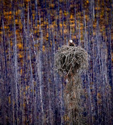 Susan MacLennan - Highrise Eagle