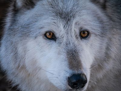 Greg Templin - Yamnuska Wolfdog Sanctuary - 001
