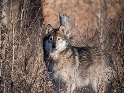 Greg Templin - Yamnuska Wolfdog Sanctuary - 002