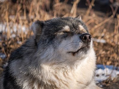 Greg Templin - Yamnuska Wolfdog Sanctuary - 003