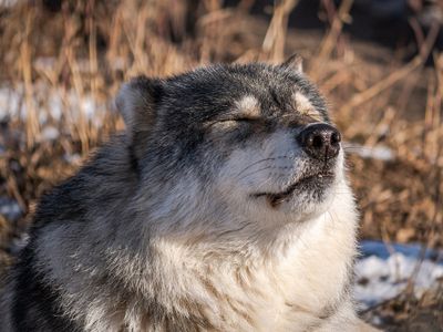 Greg Templin - Yamnuska Wolfdog Sanctuary - 003