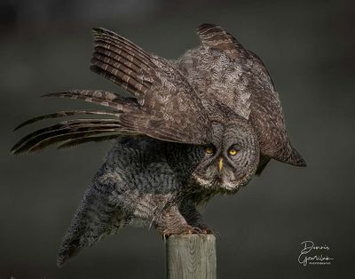 Dennis Gowriluk 001 - Great Grey Owl