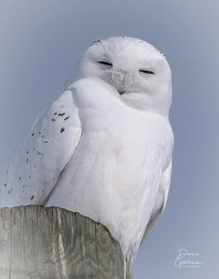 Dennis Gowriluk 002 - Snowy Owl