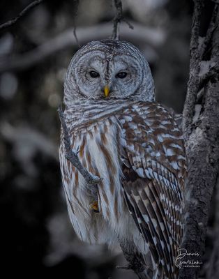 Dennis Gowriluk 003 - Barn Owl