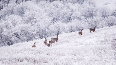 Guy Kerr 003 - Deer and Frost