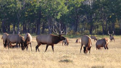 Beatrice Jakobsen - 003 - Hooved Animals