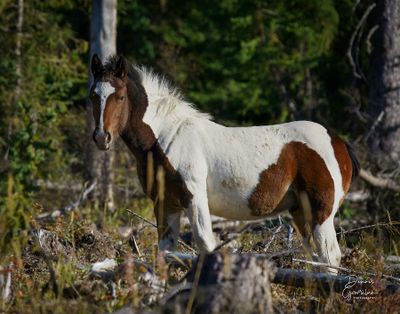 Dennis Gowriluk - 003 - Hooved Animals